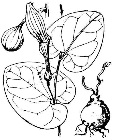 Flore de Coste Aristolochia rodunda