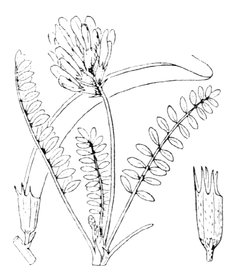 Flore de Coste Astragalus monspessulanus