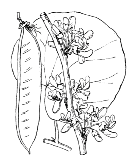 Flore de Coste Cercis siliquastrum