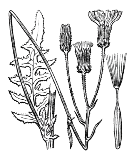 Flore de Coste - Crepis vesicaria subsp. taraxacifolia