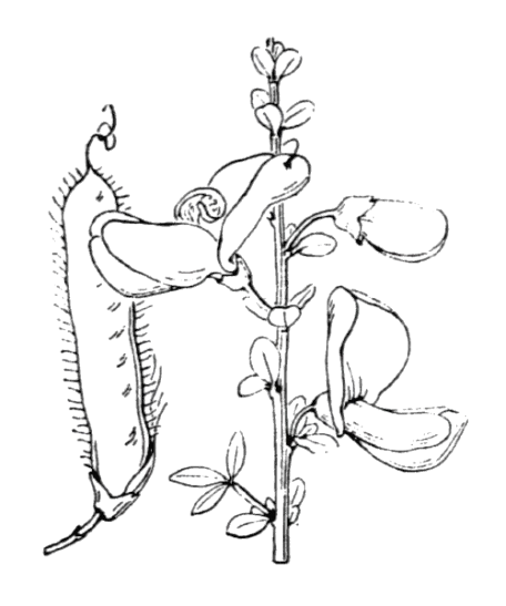 Flore de Coste Cytisus scoparius