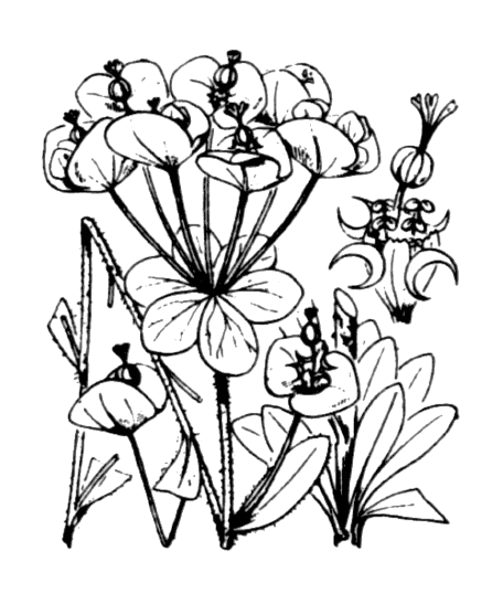 Flore de Coste Euphorbia amygdaloides Flore de Coste Euphorbia amygdaloides