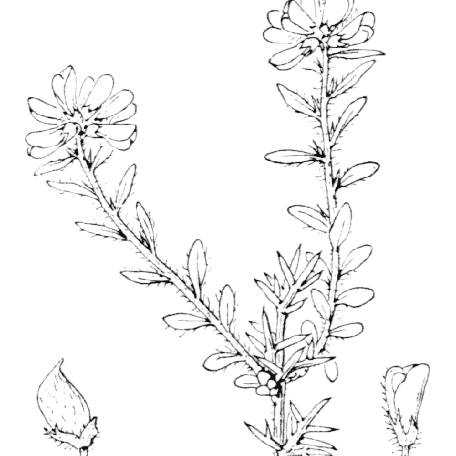 Flore de Coste Genista hispanica