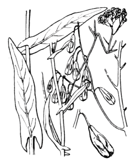 Flore de Coste - Isatis tinctoria