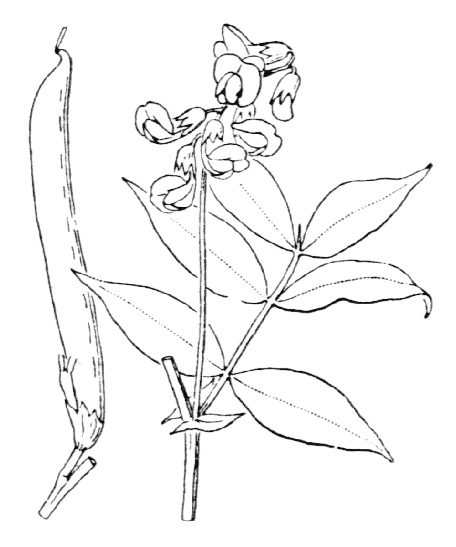 Flore de Coste Lathryrus vernus