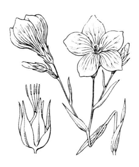 Flore de Coste Lin de Narbonne