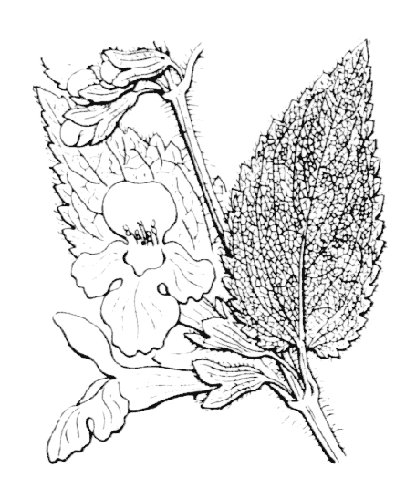 Flore de Coste Melittis melissophyllum