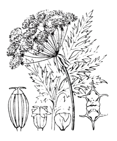 Flore de Coste Molopospermum peloponnesiacum