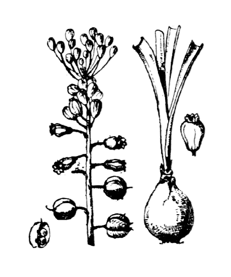 Flore de Coste Muscari comosum