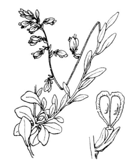 Flore de Coste Polygala calcarea