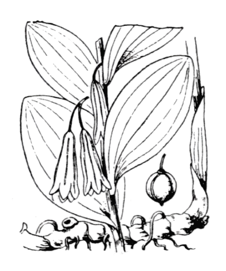 Flore de Coste Polygonatum odoratum