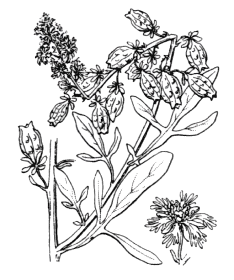 Flore de Coste Reseda jacquinii