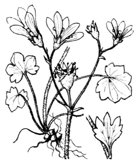 Flore de Coste Saxifraga granulata