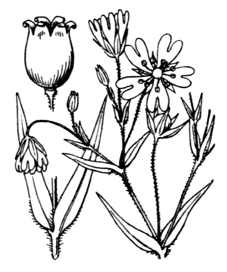 Flore de Coste Stellaire holostée