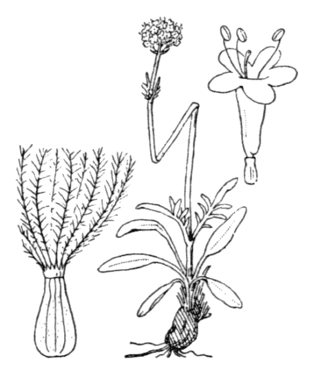 Flore de Coste - Valeriana tuberosa Planche botanique historique de la Valériane tubéreuse issue de la Flore de Coste, montrant tout les organes de la plante