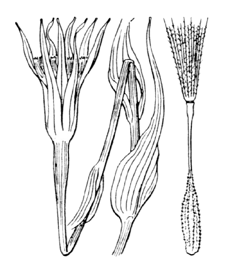 Tragopogon porrifolius - Projet de numérisation de la flore de L'Abbé Coste par le réseau Tela botanica - 2011