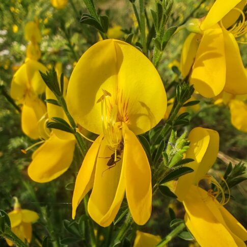 Fourmi pollinisant une fleur jaune de Genêt à balais Cytisus scoparius