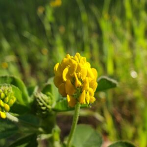 Grappe de fleurs de la Luzerne lupuline