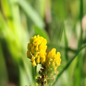 Grappes de fleurs compacte de la Luzerne lupuline