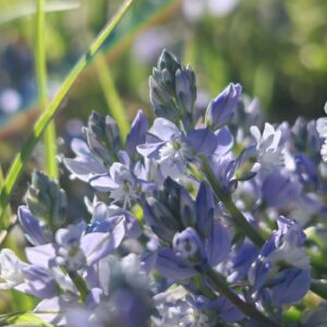 Gros plan Polygala calcarea, inflorescence de Polygale du calcaire, fleurs bleu mauve à crête blanche