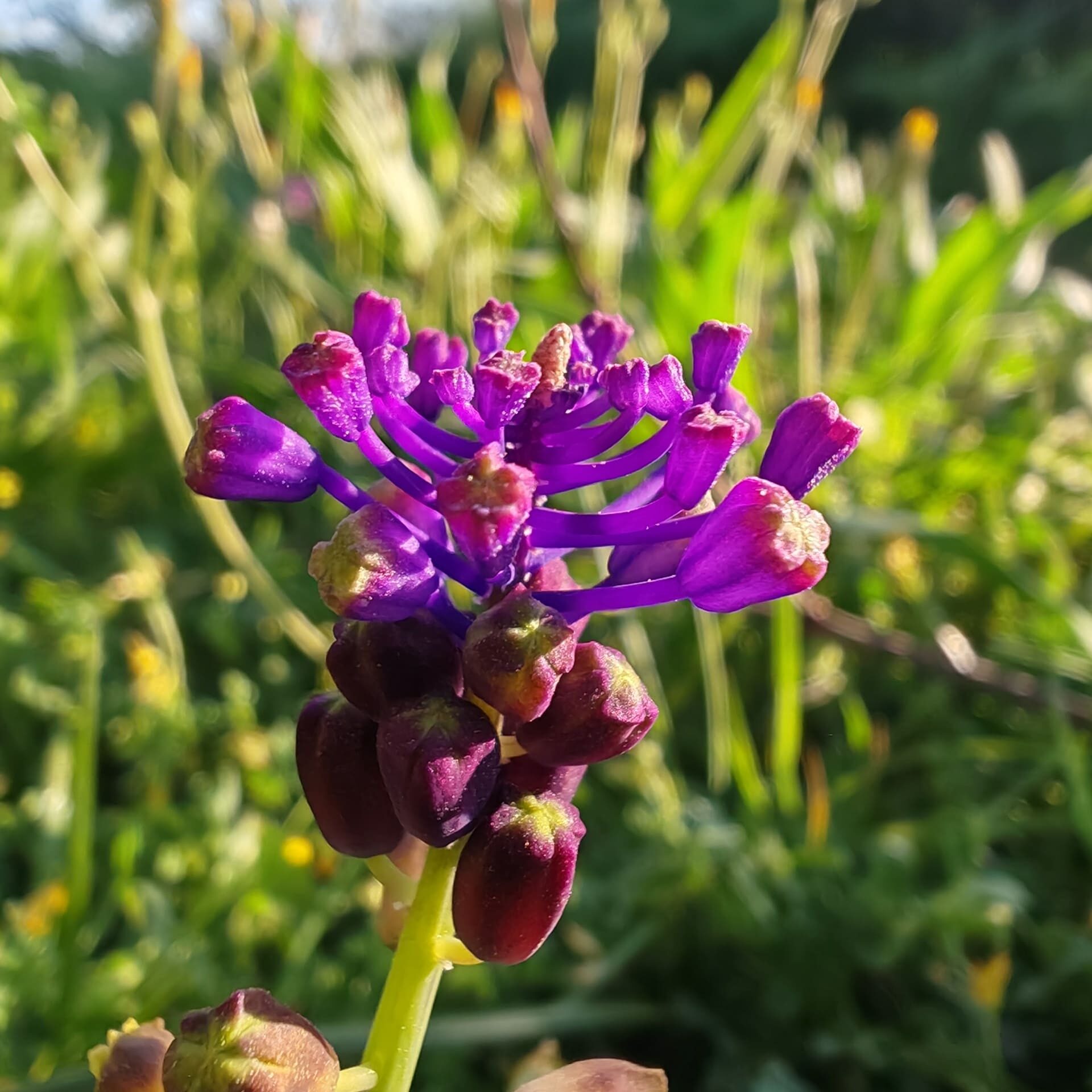 Gros plan détaillé sur la houppe de fleurs stériles violettes d'un Muscari à toupet