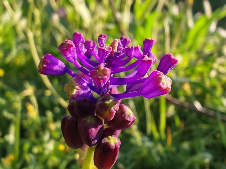 Muscari à toupet