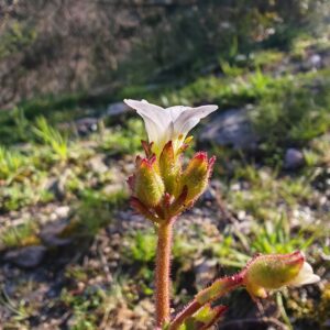 Gros plan sur les boutons floraux et la tige velue d'une Saxifraga granulata