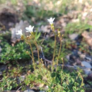 Groupe de fleurs sauvages Saxifrage granulée dans une prairie rocailleuse