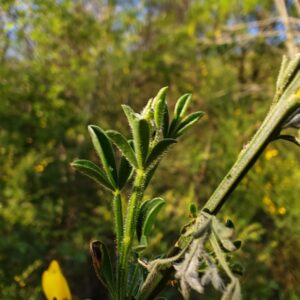 Jeunes feuilles trifoliees et rameau velue de Genet a balais botanique