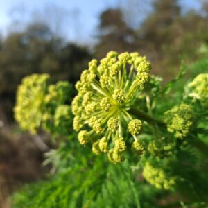 Jeunes ombelles de Moloposperme du Péloponnèse Molopospermum peloponnesiacum