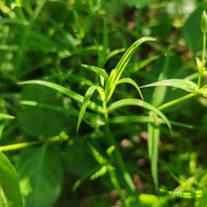 Jeunes pousses et feuilles caulinaires de Stellaire holostée