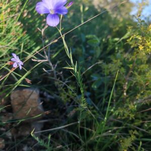 Lin de Narbonne Linum narbonense fleurs bleues en milieu sauvage