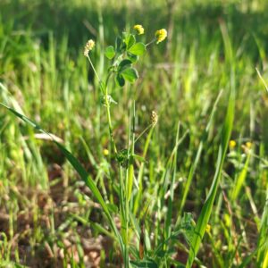 Luzerne lupuline plante entière