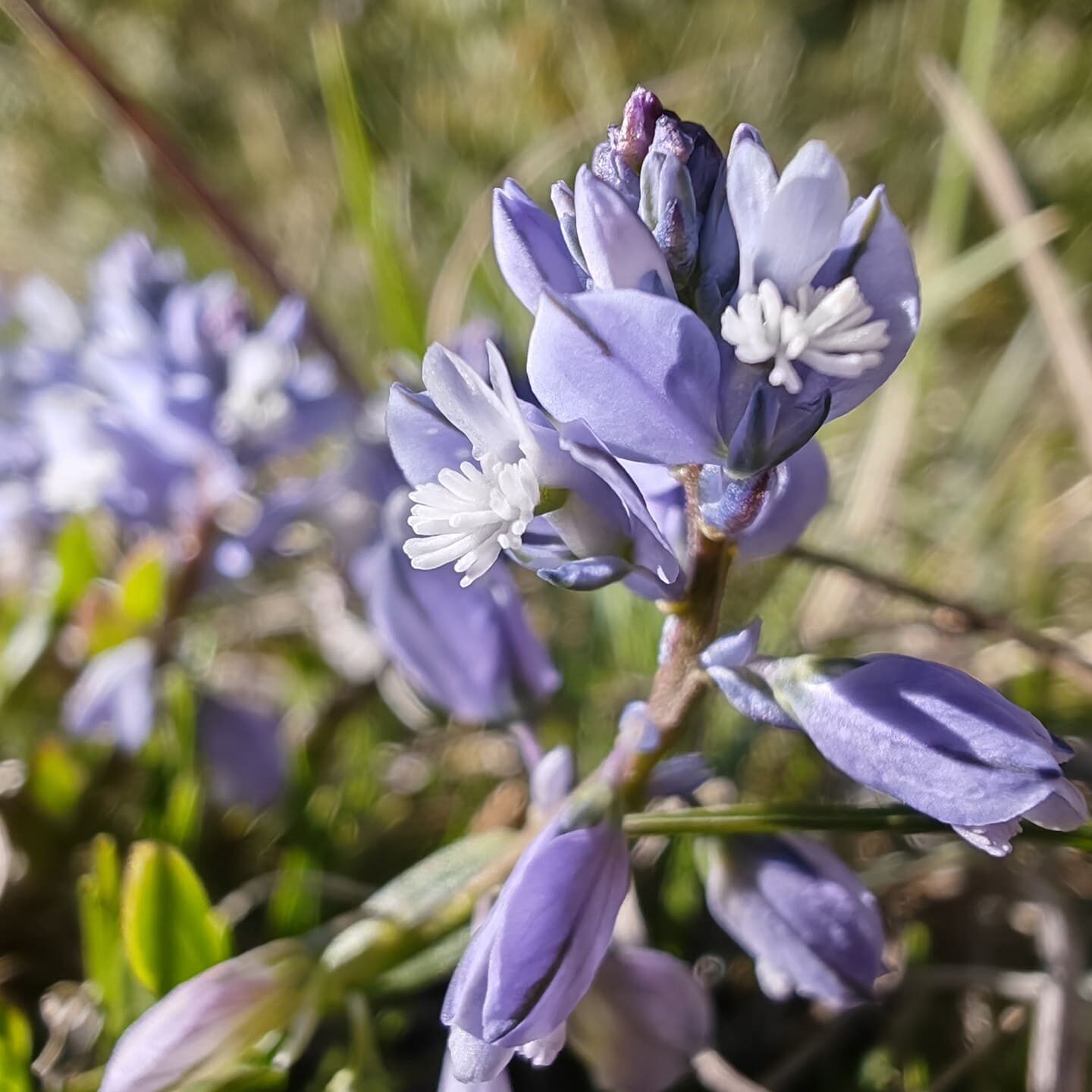 Macro Polygale du calcaire (Polygala calcarea), fleurs violettes et blanches printanières