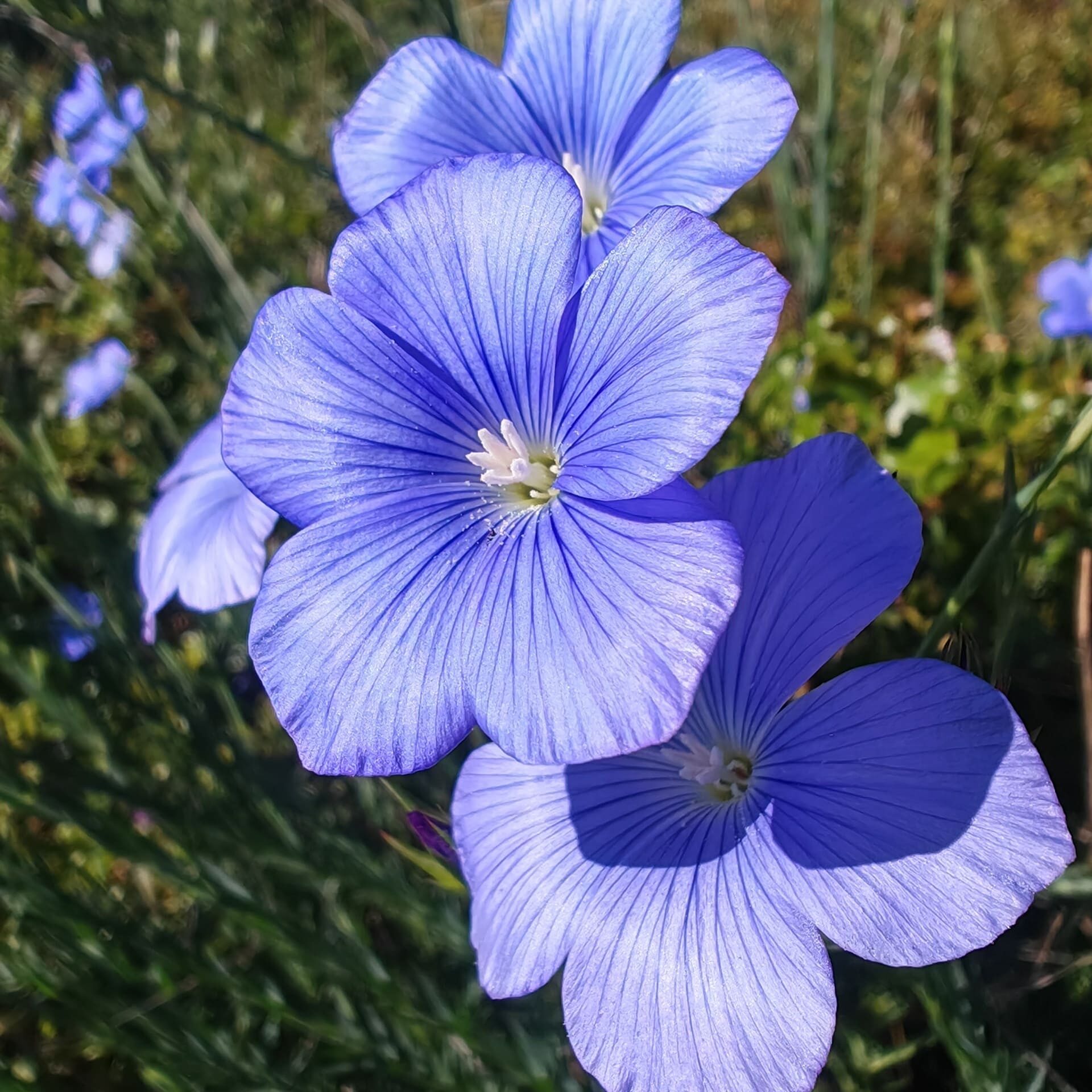 Macro botanique Lin de Narbonne pistil et anthères blanches