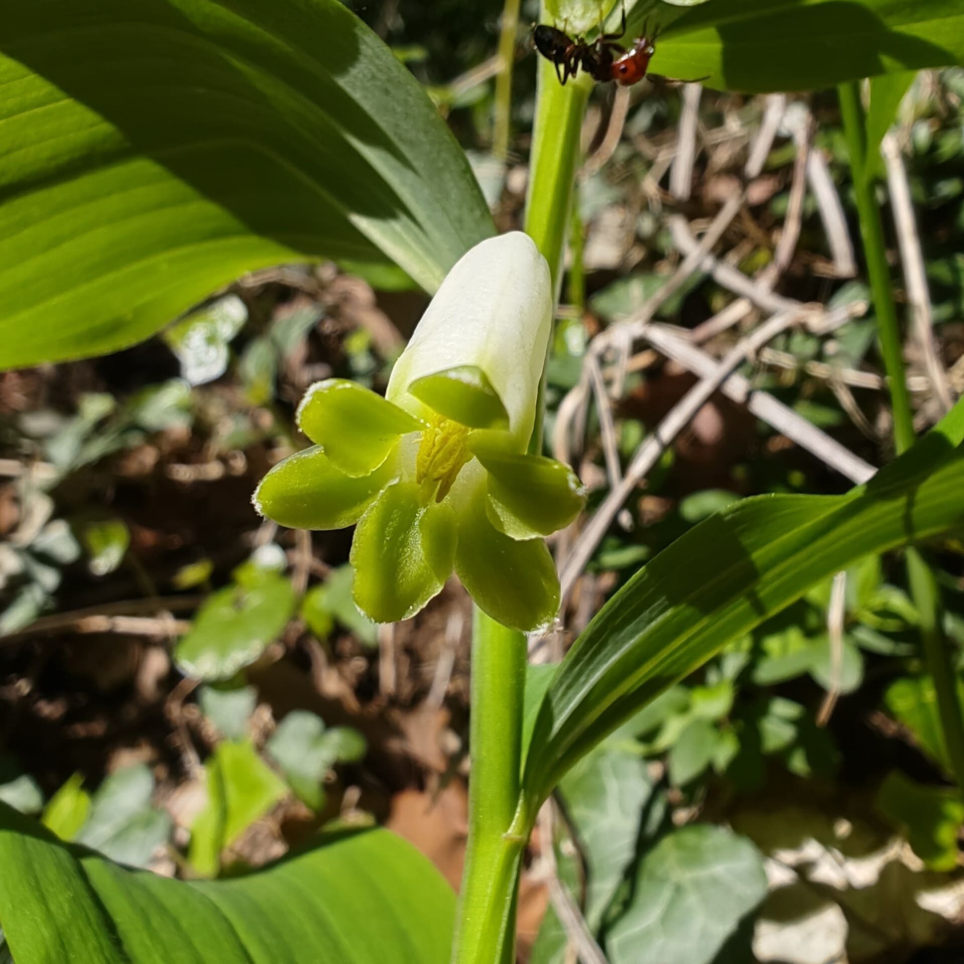 Macro de la Fleur du Sceau de Salomon odorant