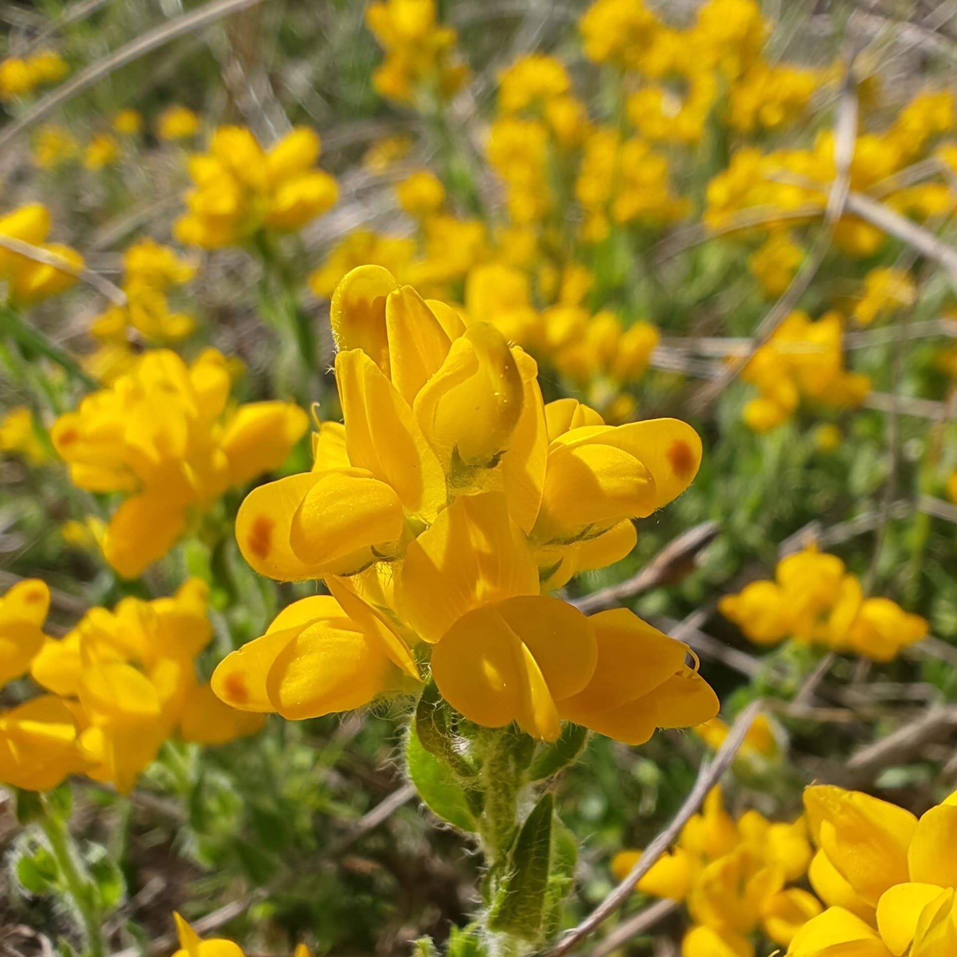 Macro fleur de Genista hispanica détail des pétales jaunes