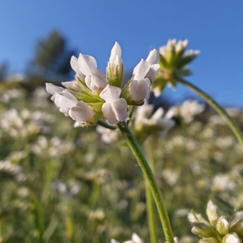 Macro fleurs papilionacées de Badasse arbuste méditerranéen