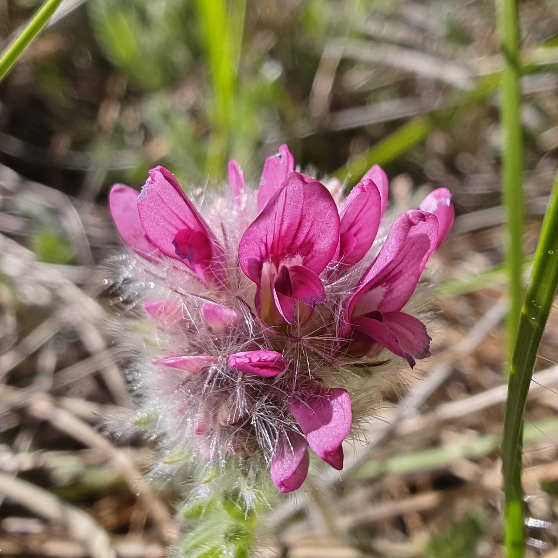 Macro fleurs papilionacées rouges Anthyllis montana botanique