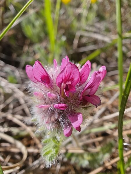 Anthyllide des montagnes