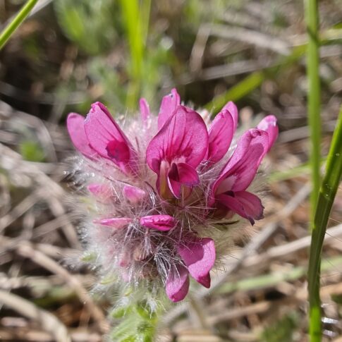 Macro fleurs papilionacées rouges Anthyllis montana botanique