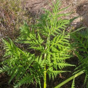 Macro folioles luisantes de Molopospermum peloponnesiacum botanique