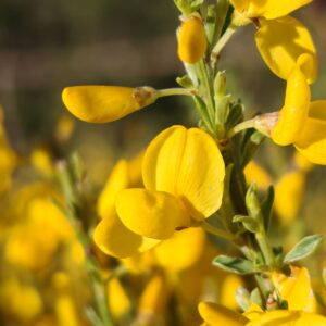 Macro inflorescence Genêt purgatif, fleurs jaunes de Cytisus oromediterraneus au printemps
