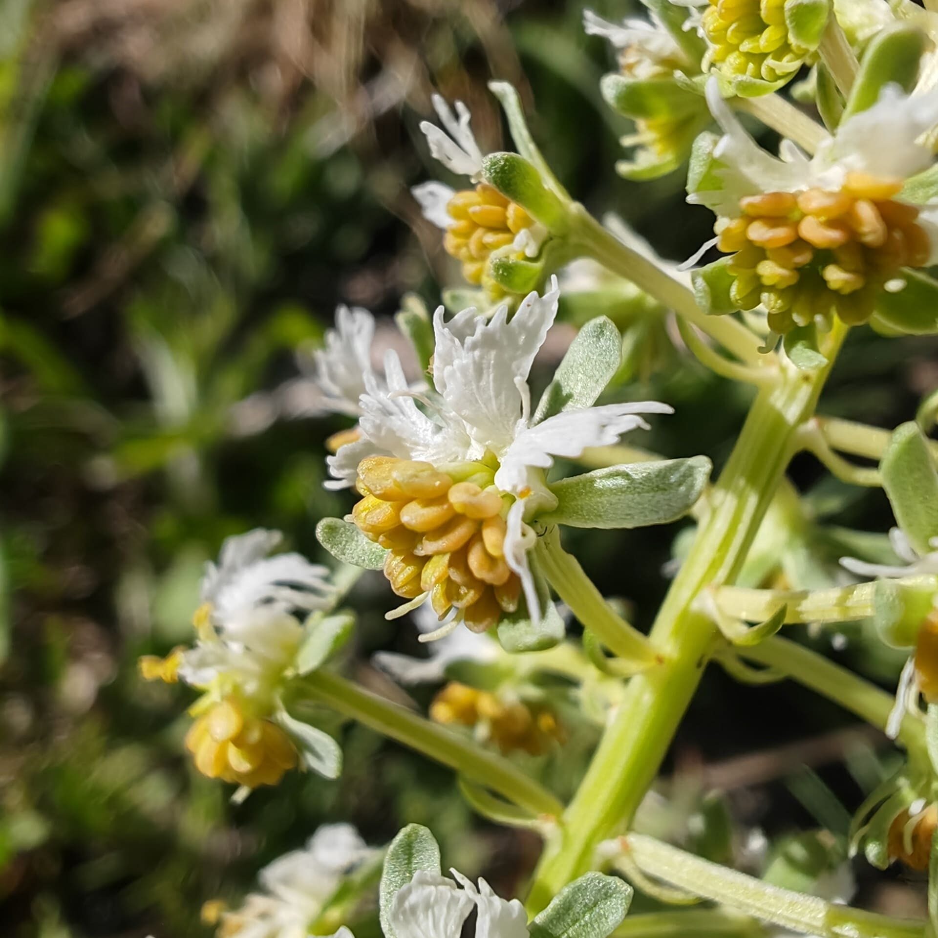 Macro inflorescence Réséda de Jacquin fleurs atypiques botaniques