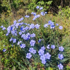 Massif de Lin de Narbonne sauvage en pleine floraison printanière