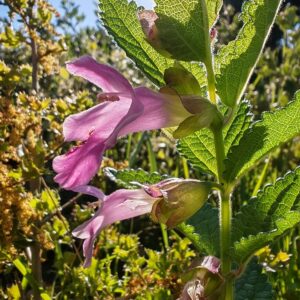 Mélitte à feuilles de mélisse Melittis melissophyllum fleurs bilabiées
