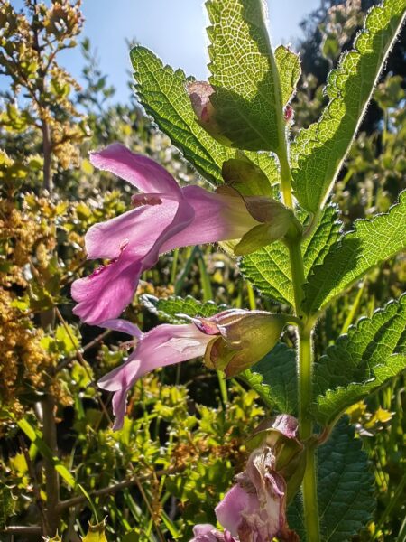 Mélitte à feuilles de mélisse