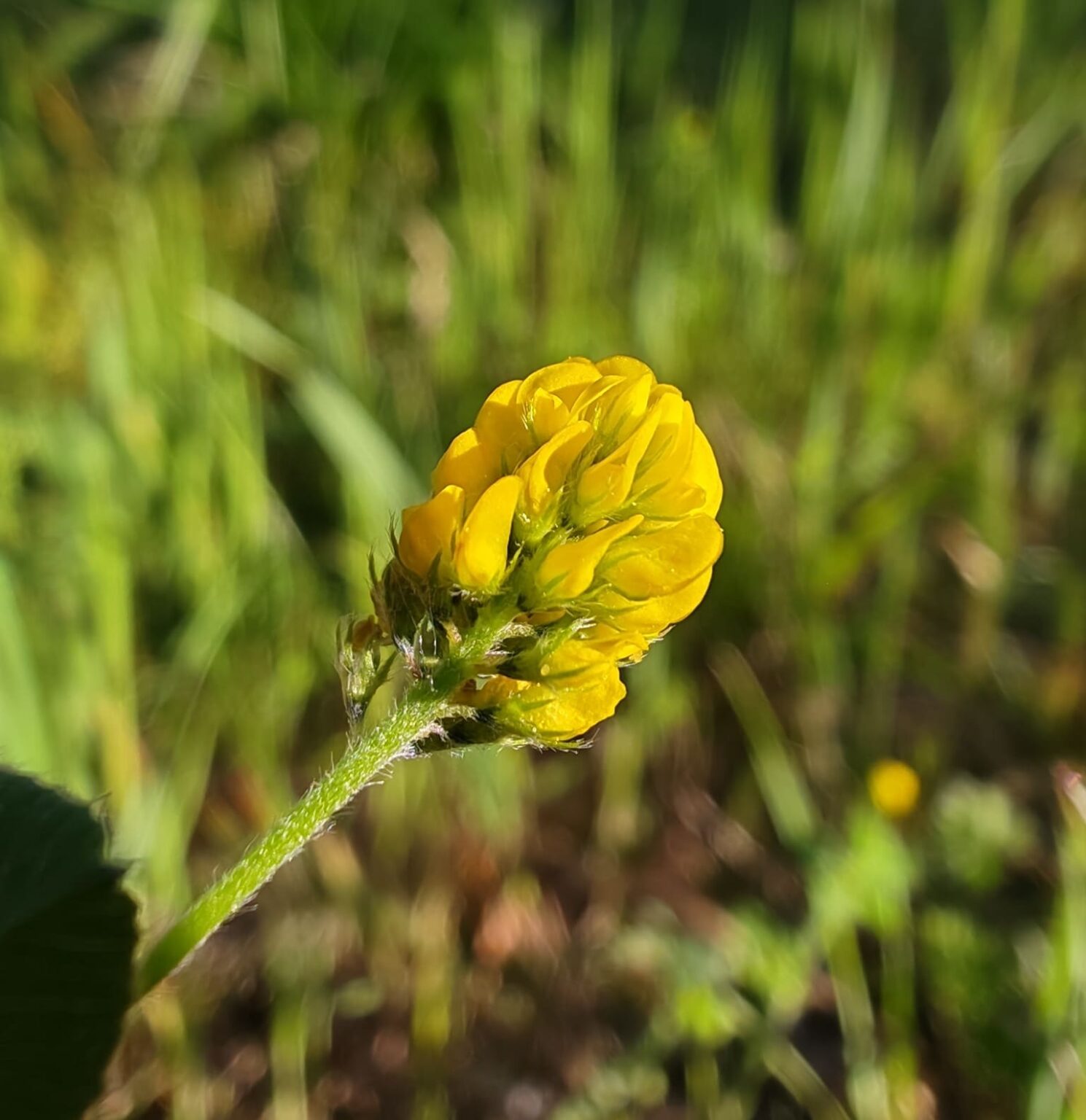Minuscules fleurs de la Luzerne lupuline