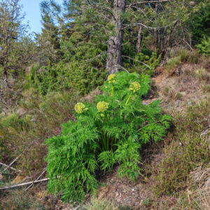 Moloposperme du Péloponnèse plante sauvage massive en montagne