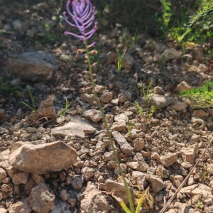Muscari à toupet Leopoldia comosa poussant dans un sol rocailleux et sec